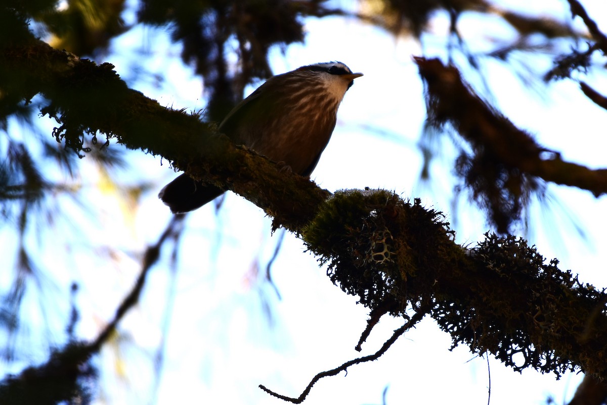 Streak-breasted Scimitar-Babbler - ML614389978