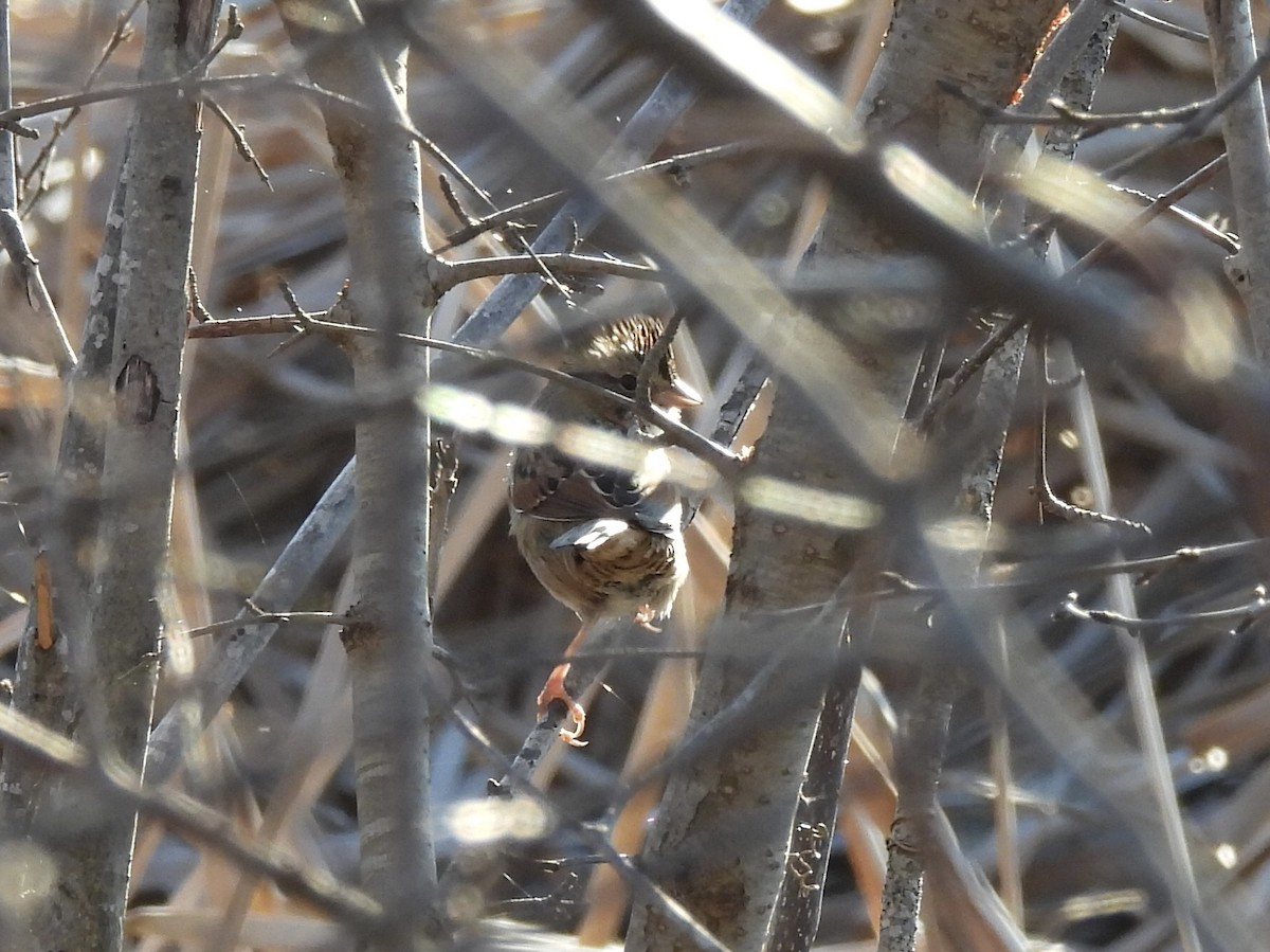 Swamp Sparrow - ML614389979