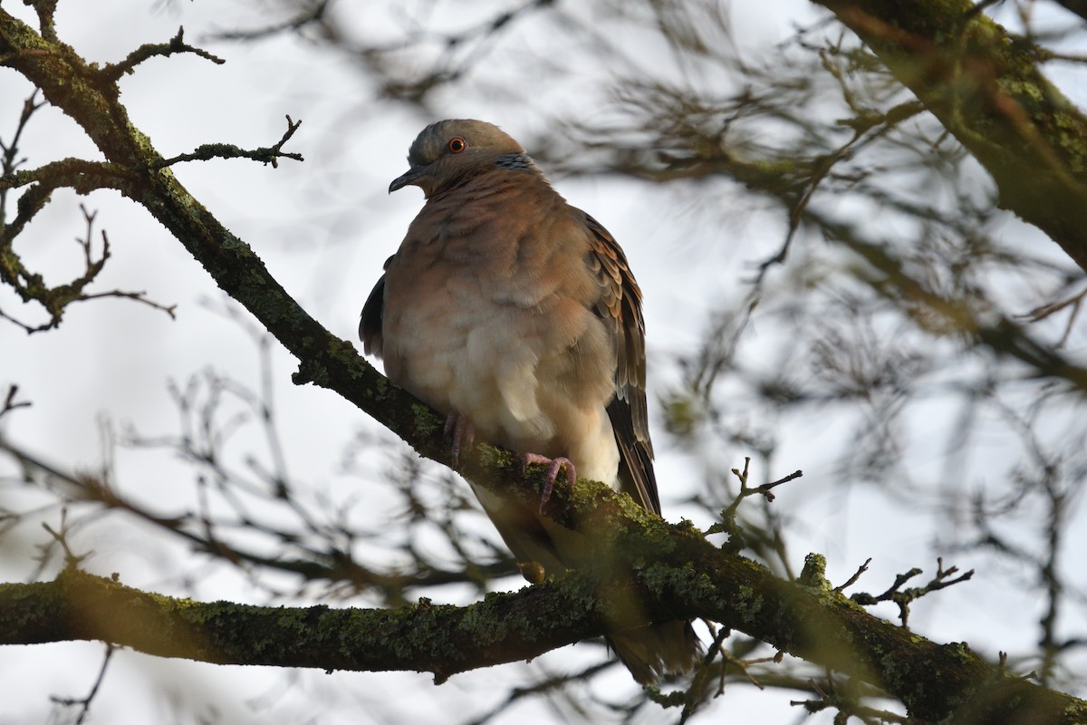 Oriental Turtle-Dove - Gabriel Plaiasu