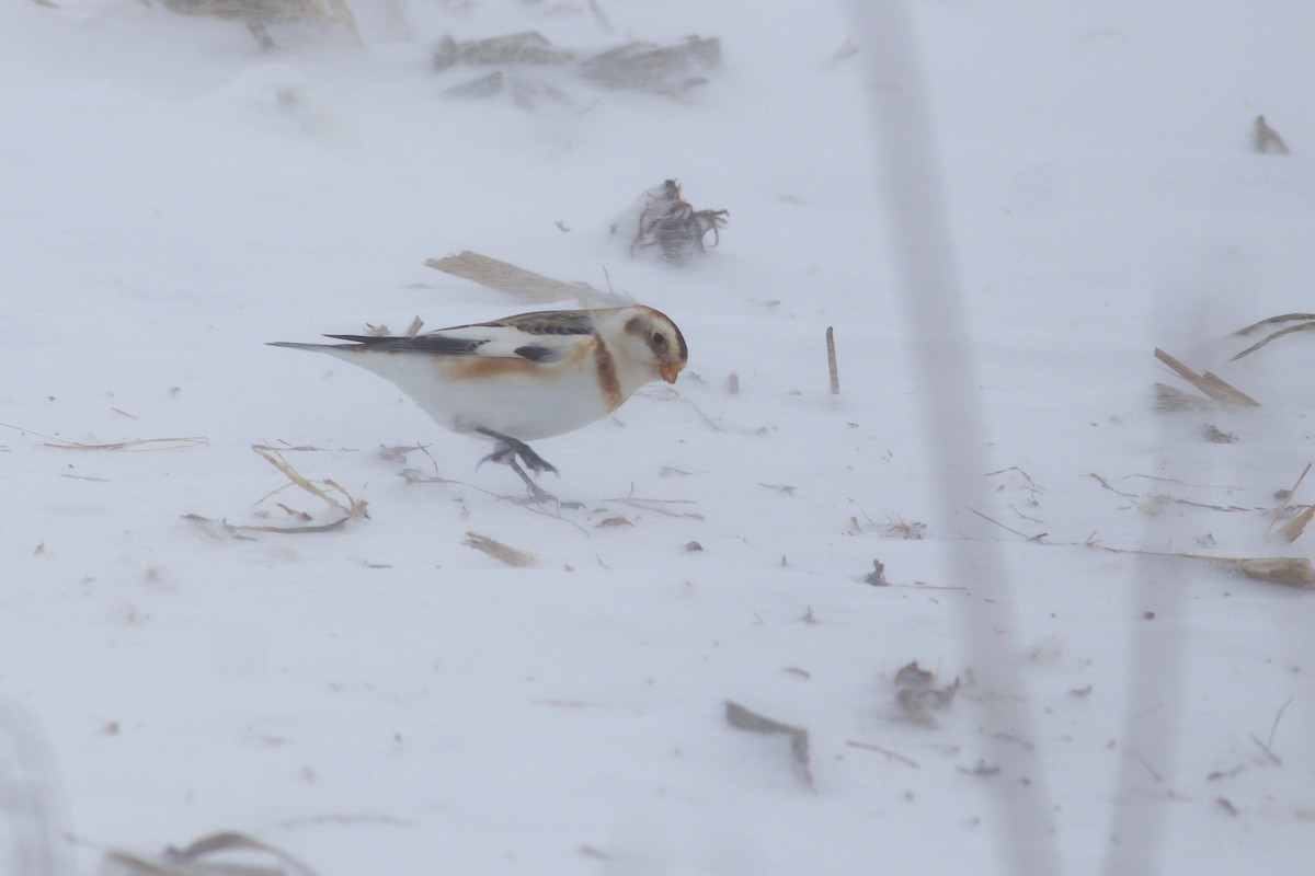 Snow Bunting - ML614390058