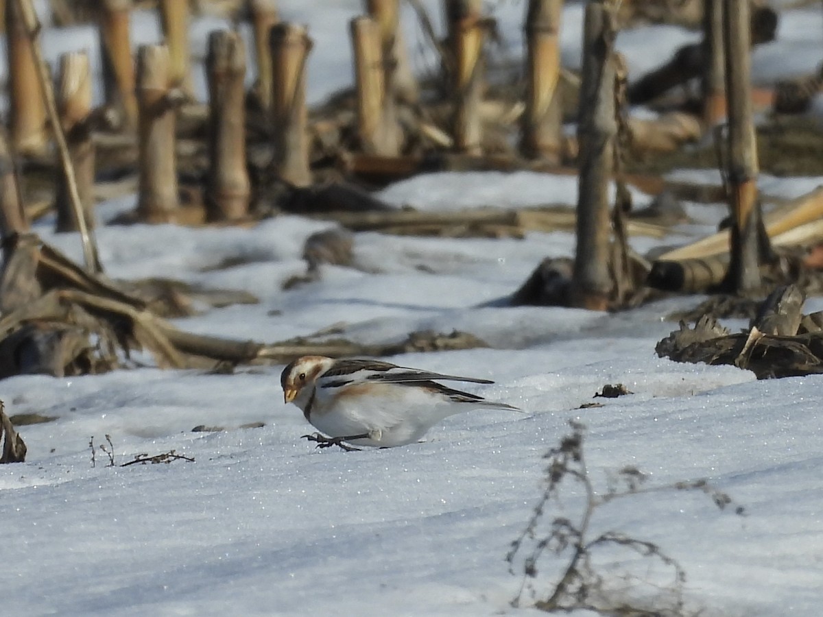 Snow Bunting - ML614390112