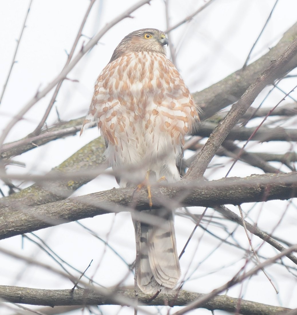 Sharp-shinned Hawk - ML614390130