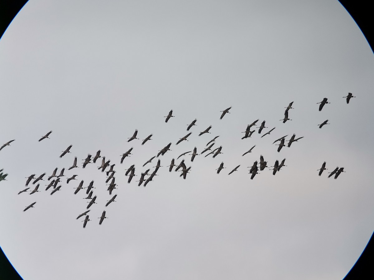 Common Crane - Andras Fodor