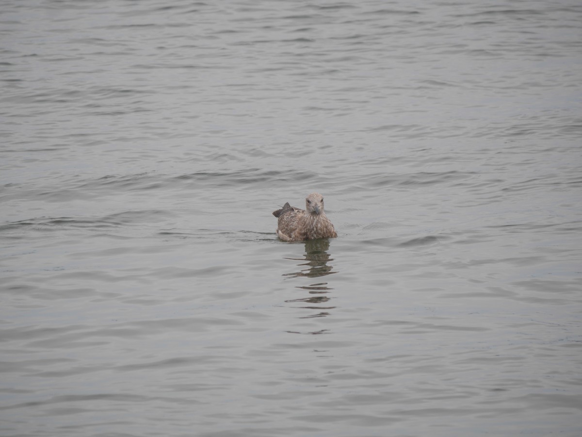 Herring Gull (American) - ML614390181