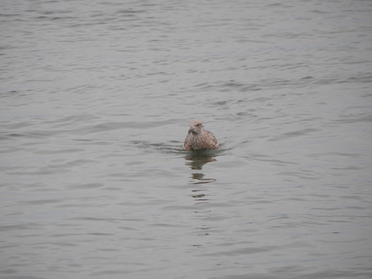 Herring Gull (American) - ML614390182