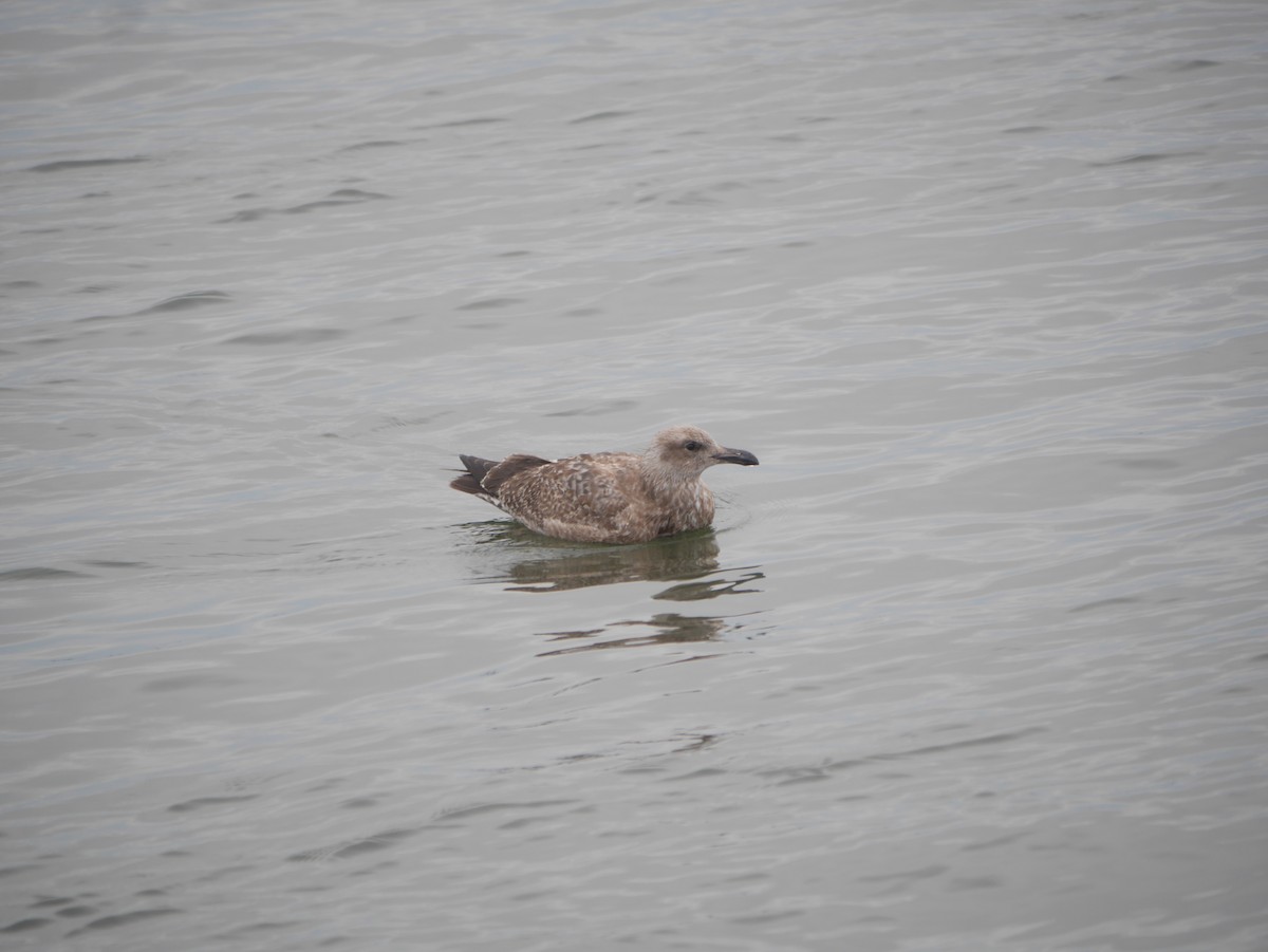 Herring Gull (American) - ML614390183