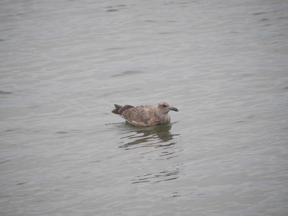 Herring Gull (American) - ML614390184