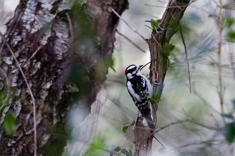 Downy Woodpecker - ML614390197