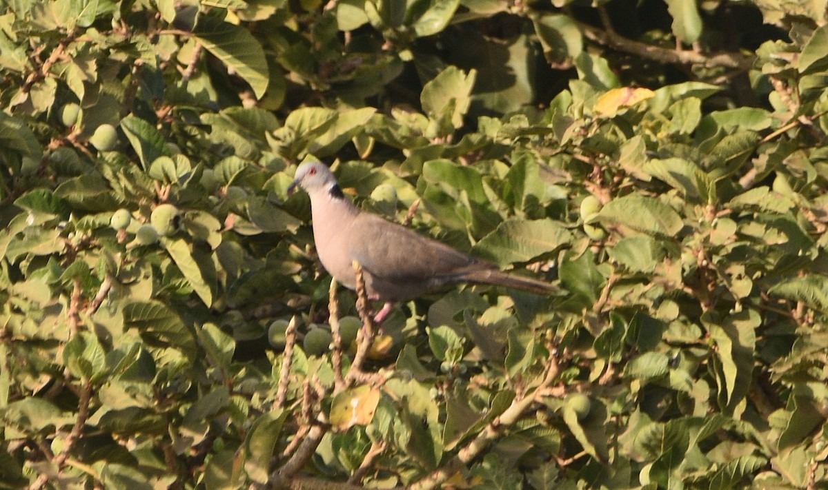 Mourning Collared-Dove - ML614390229
