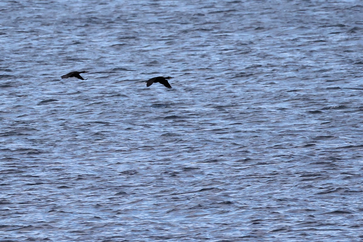 European Shag (Mediterranean) - ML614390262