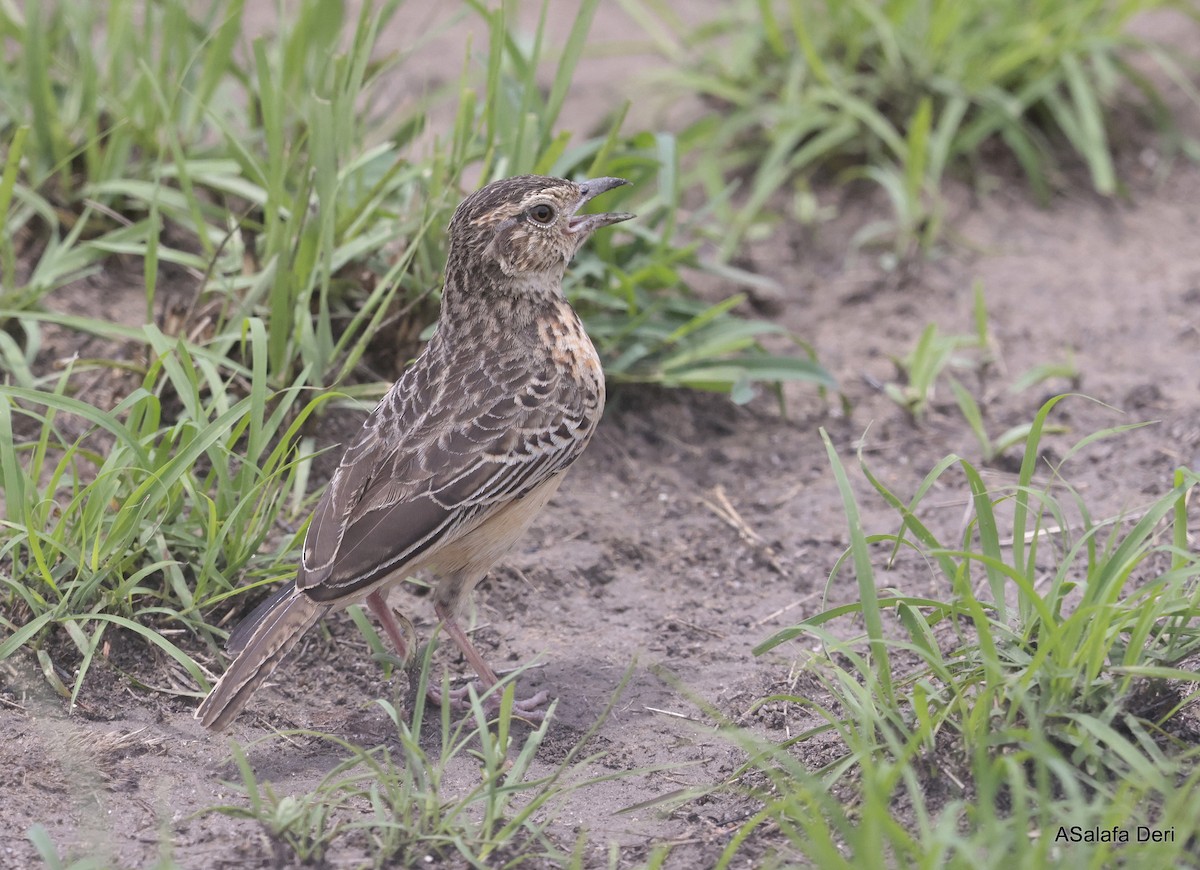 Flappet Lark - Fanis Theofanopoulos (ASalafa Deri)