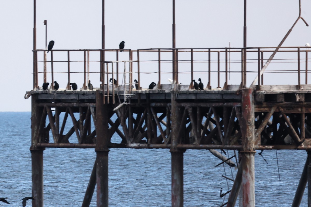 European Shag (Mediterranean) - ML614390270