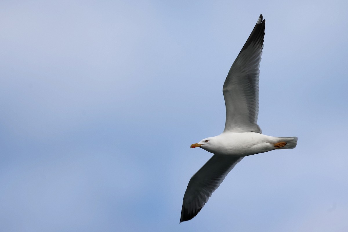 Yellow-legged Gull - ML614390292