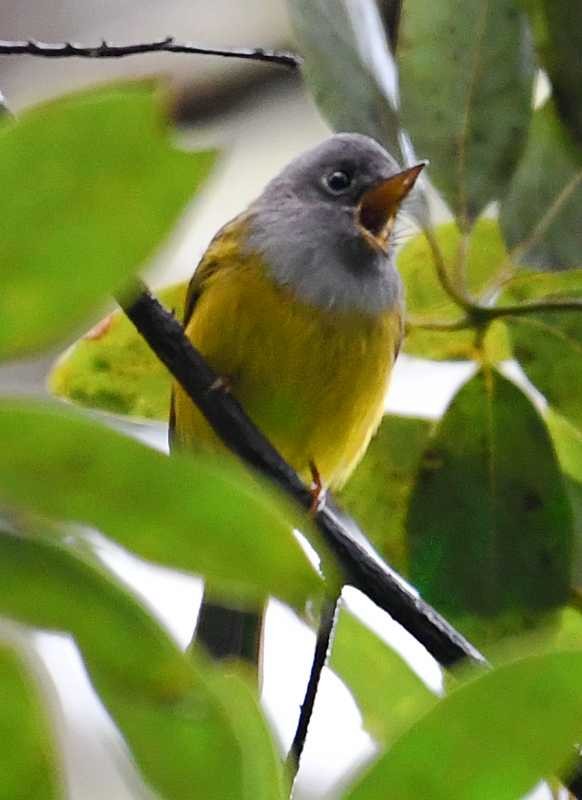 Gray-headed Canary-Flycatcher - ML614390339