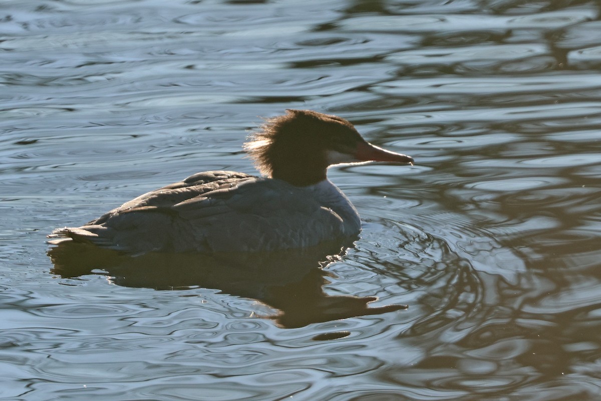 Common Merganser - ML614390415