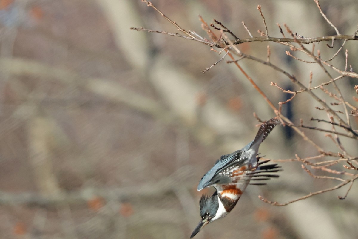 Belted Kingfisher - ML614390429