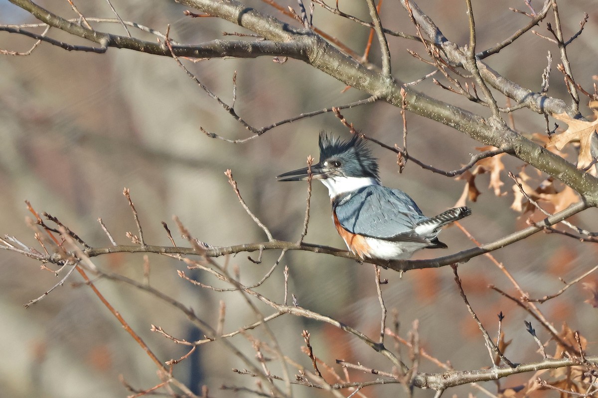 Belted Kingfisher - ML614390430