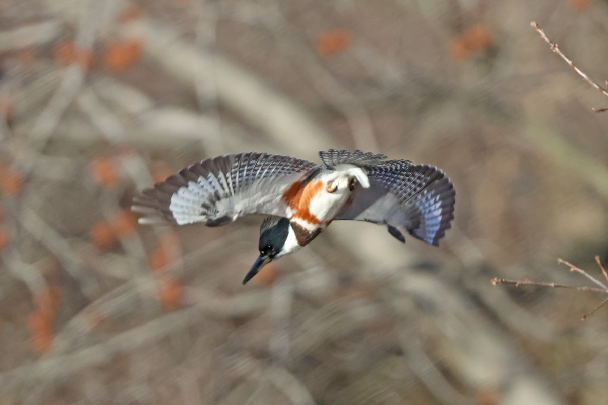 Belted Kingfisher - ML614390431