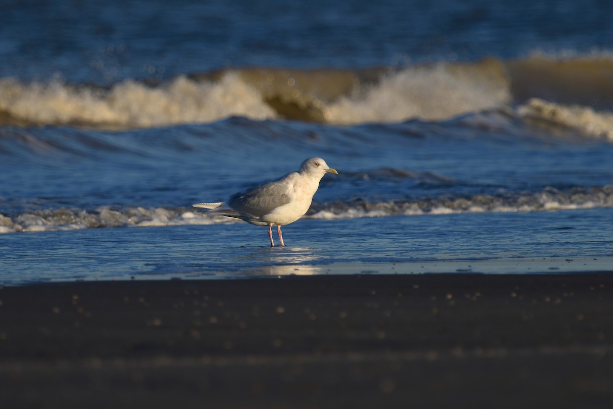 Gaviota Groenlandesa - ML614390456