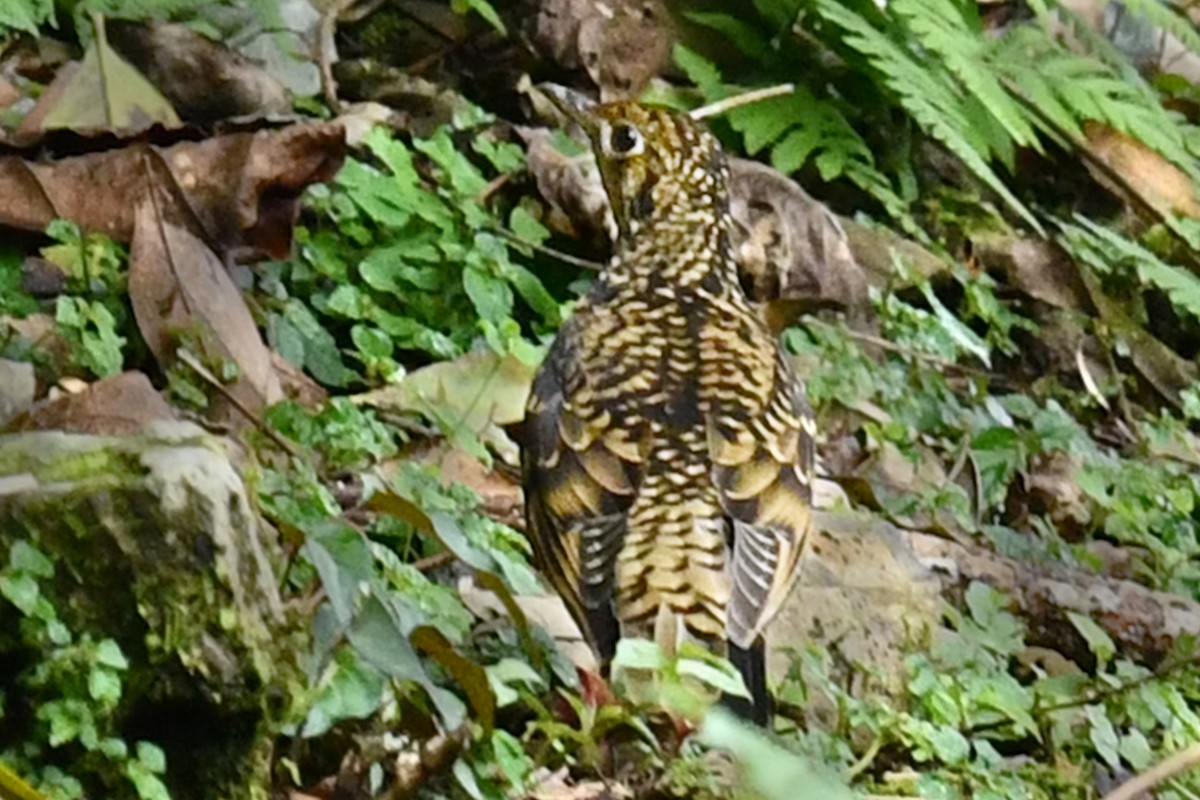 Scaly Thrush - Shanda Huang