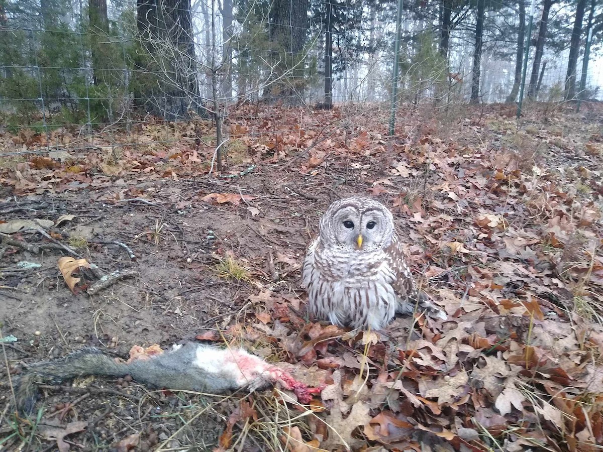 Barred Owl - ML614390490