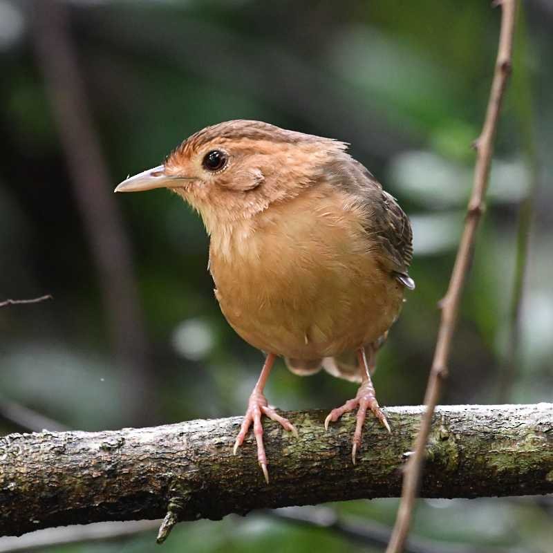 Brown-capped Babbler - Jay Wilbur