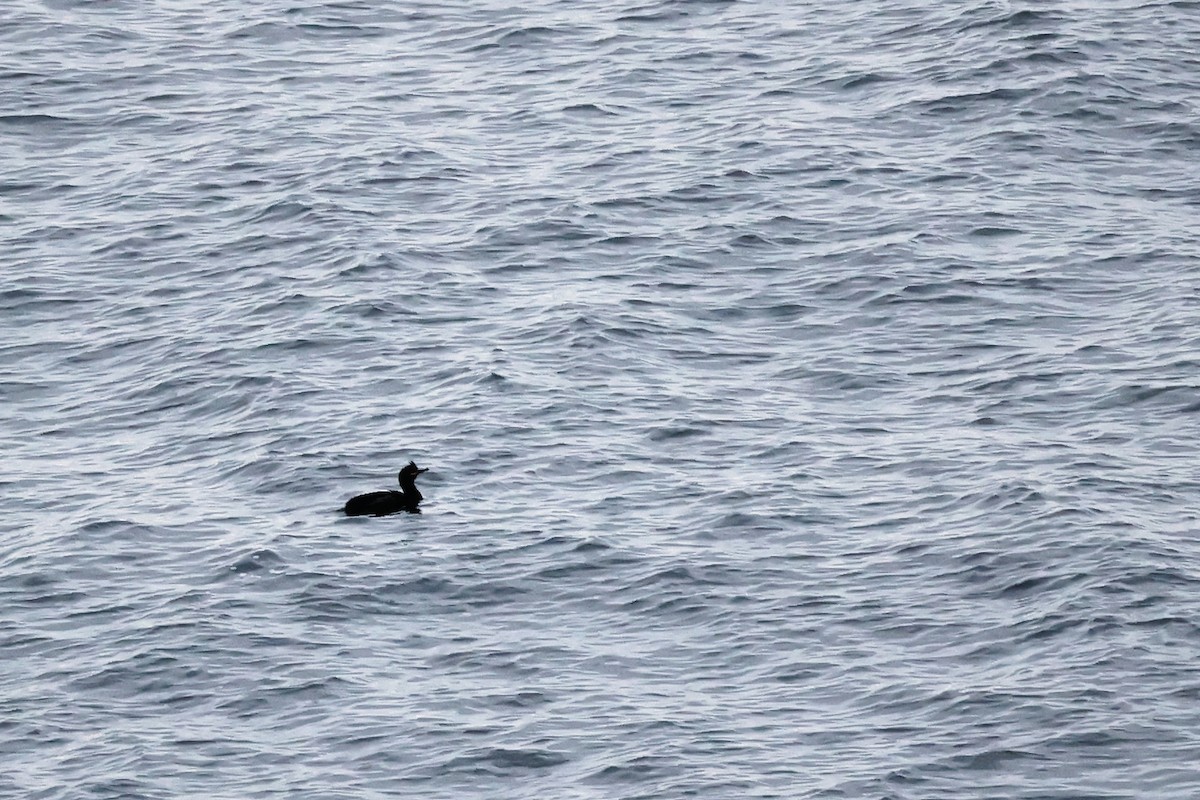 European Shag - ML614390560