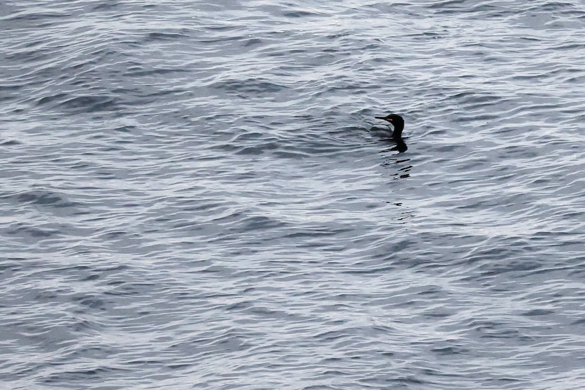 European Shag - ML614390561