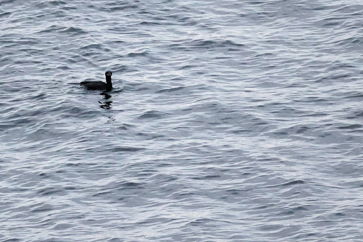 European Shag - ML614390562
