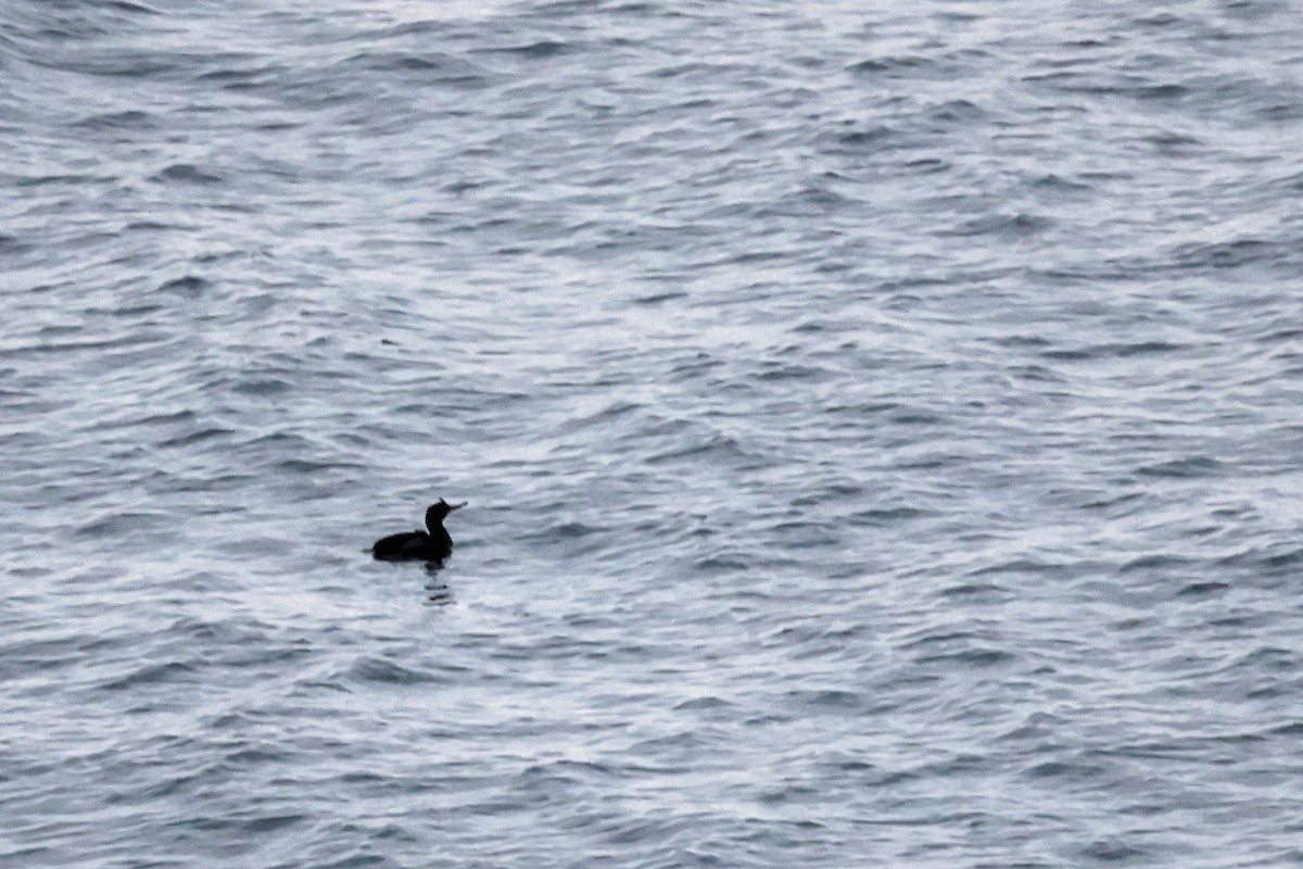 European Shag - ML614390563