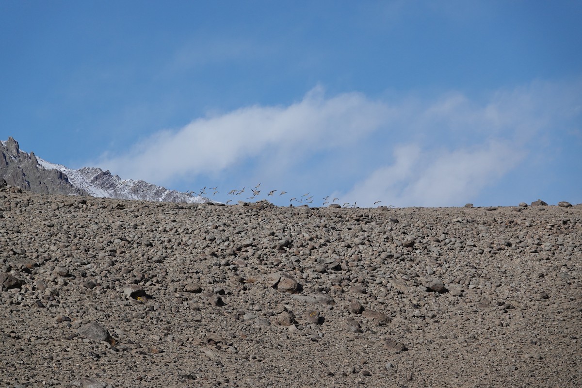 Tibetan Sandgrouse - ML614390585