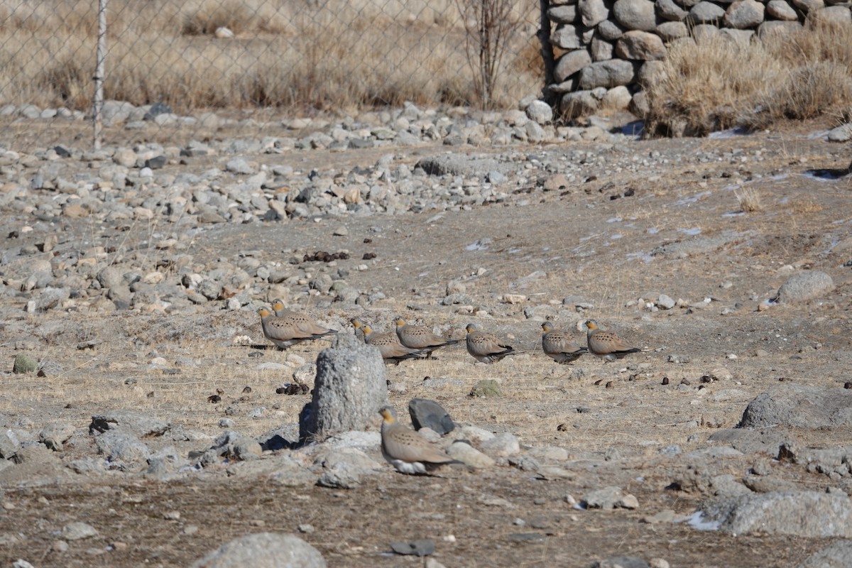 Tibetan Sandgrouse - ML614390586