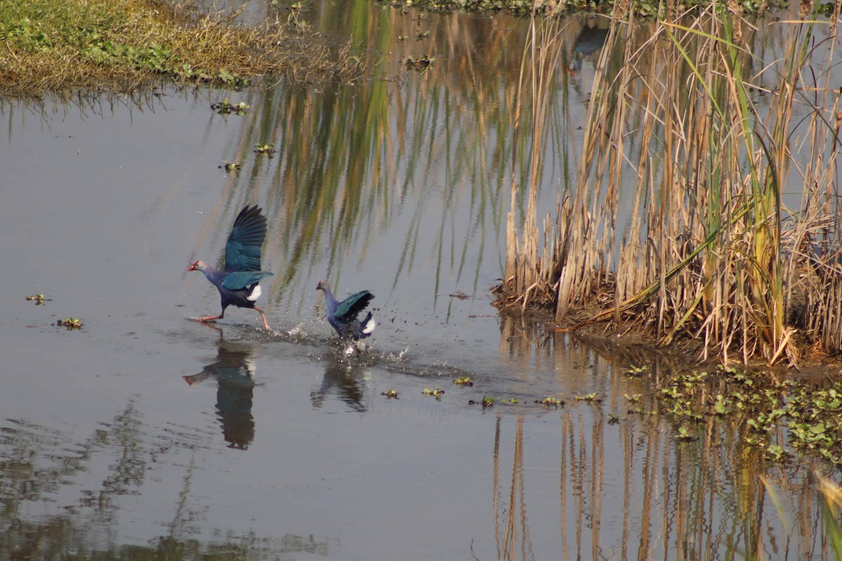 Gray-headed Swamphen - ML614390674