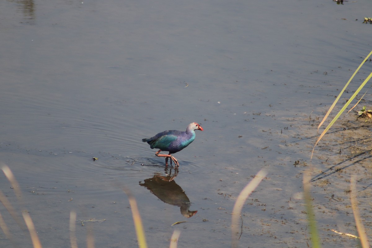 Gray-headed Swamphen - ML614390675