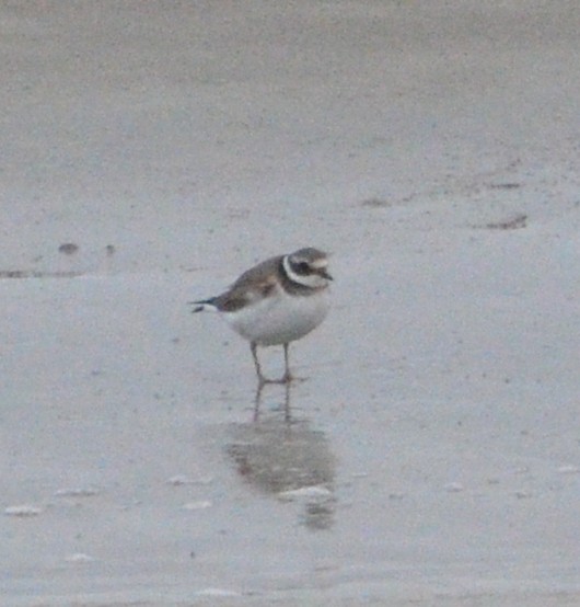 Common Ringed Plover - ML614390676