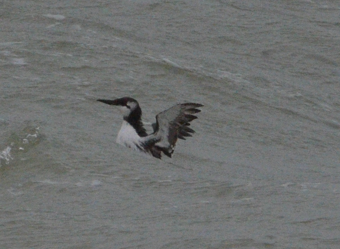 Common Murre - ML614390690