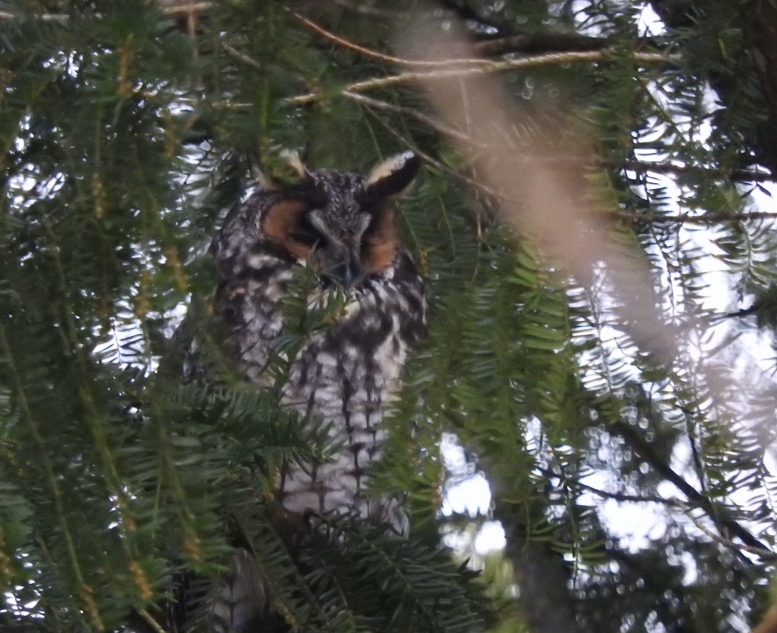 Long-eared Owl - ML614390716