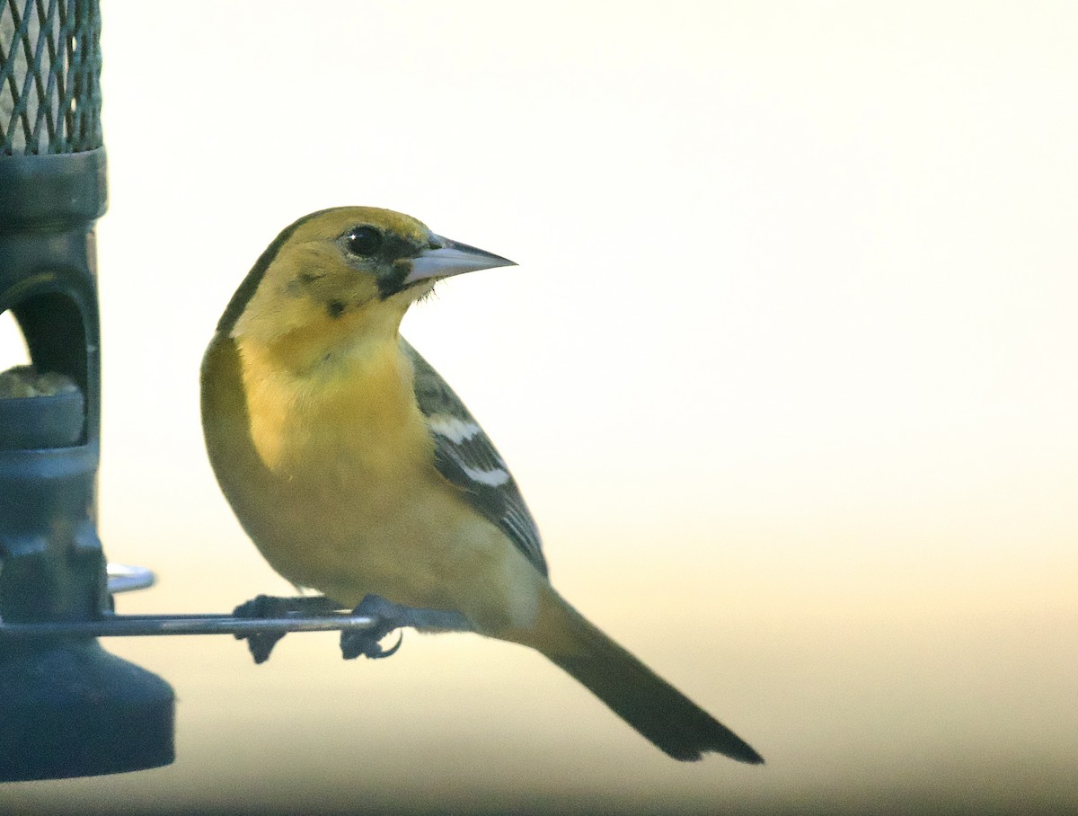 Orchard Oriole - Richard Wolfert