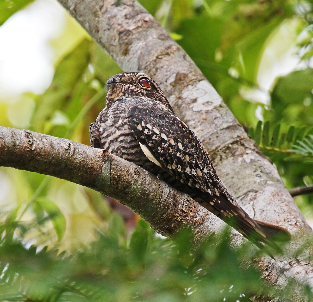 Lesser Nighthawk - ML614390767