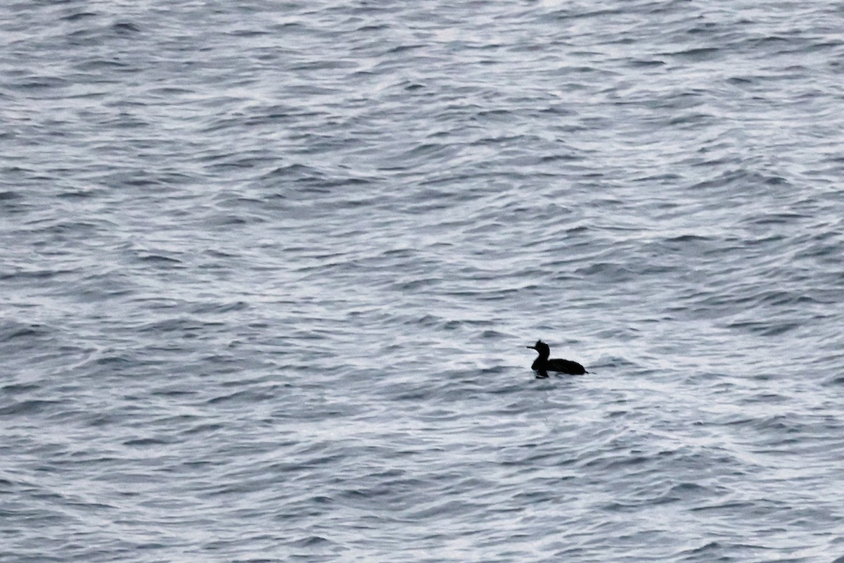 European Shag - ML614390769
