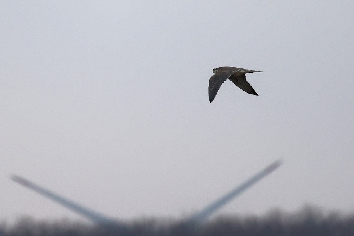Peregrine Falcon - ML614390776