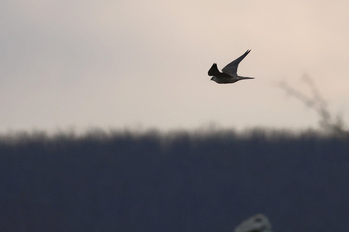 Peregrine Falcon - ML614390777