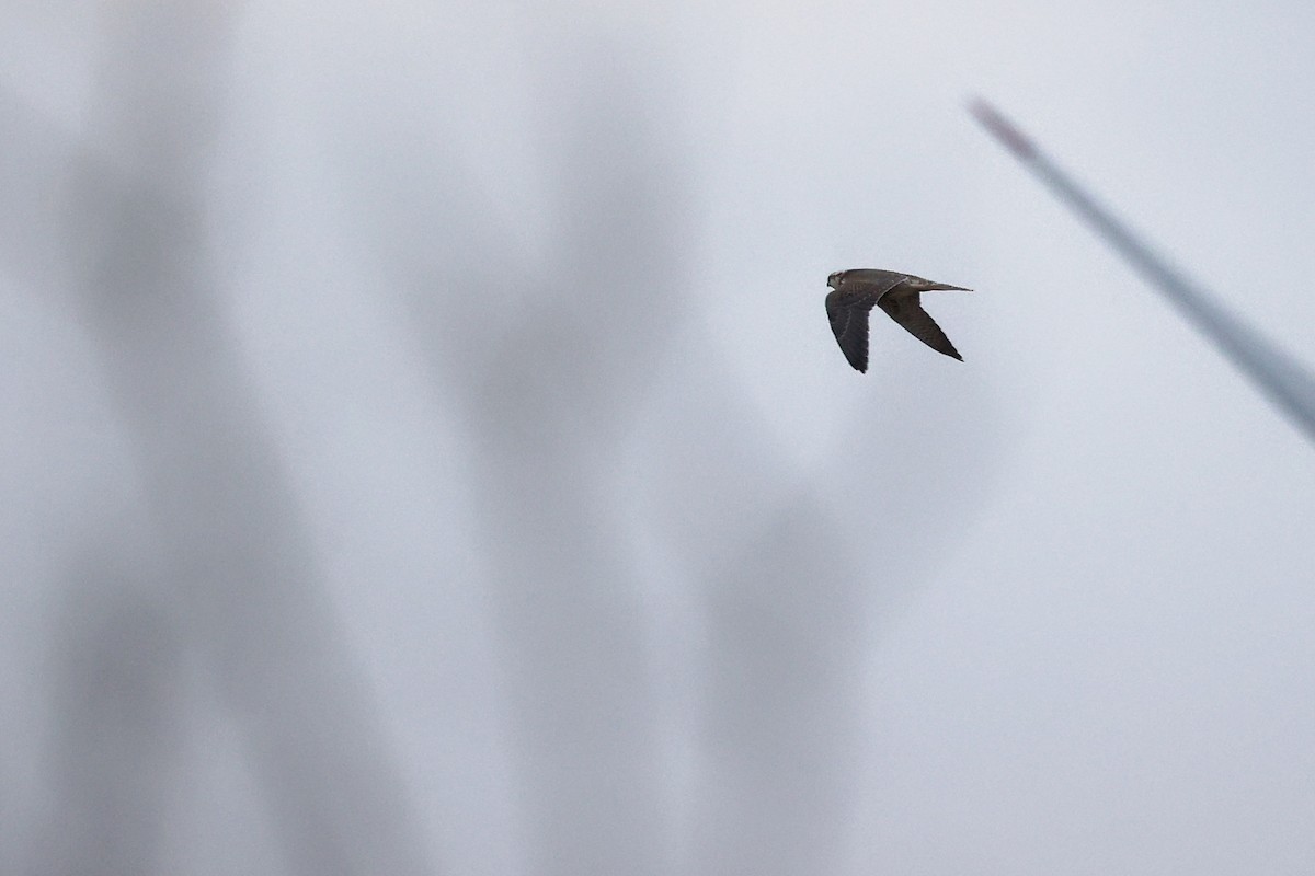Peregrine Falcon - ML614390778