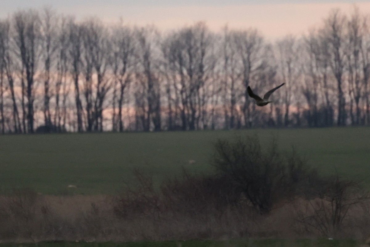 Peregrine Falcon - ML614390779