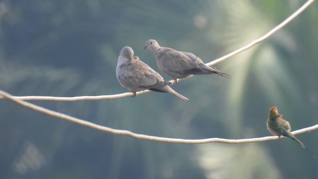 Eurasian Collared-Dove - ML614390781