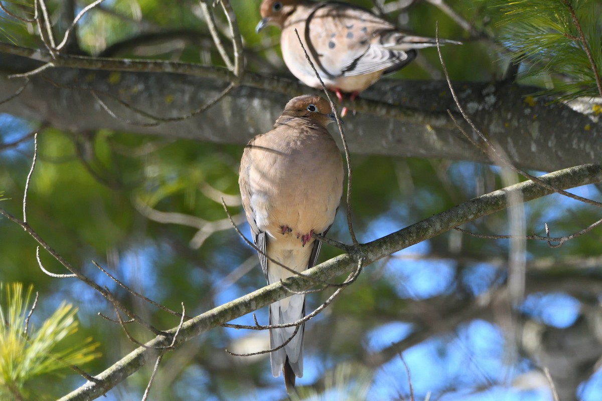 Mourning Dove - ML614390803