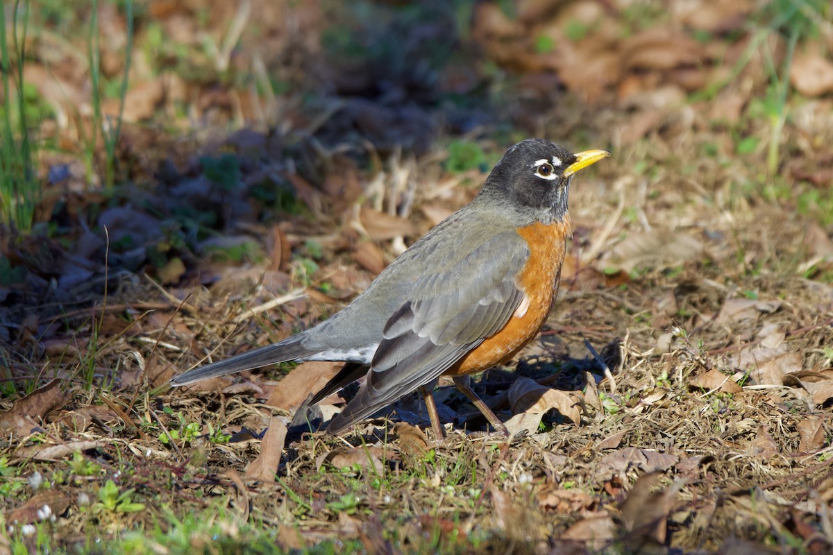American Robin - ML614390810