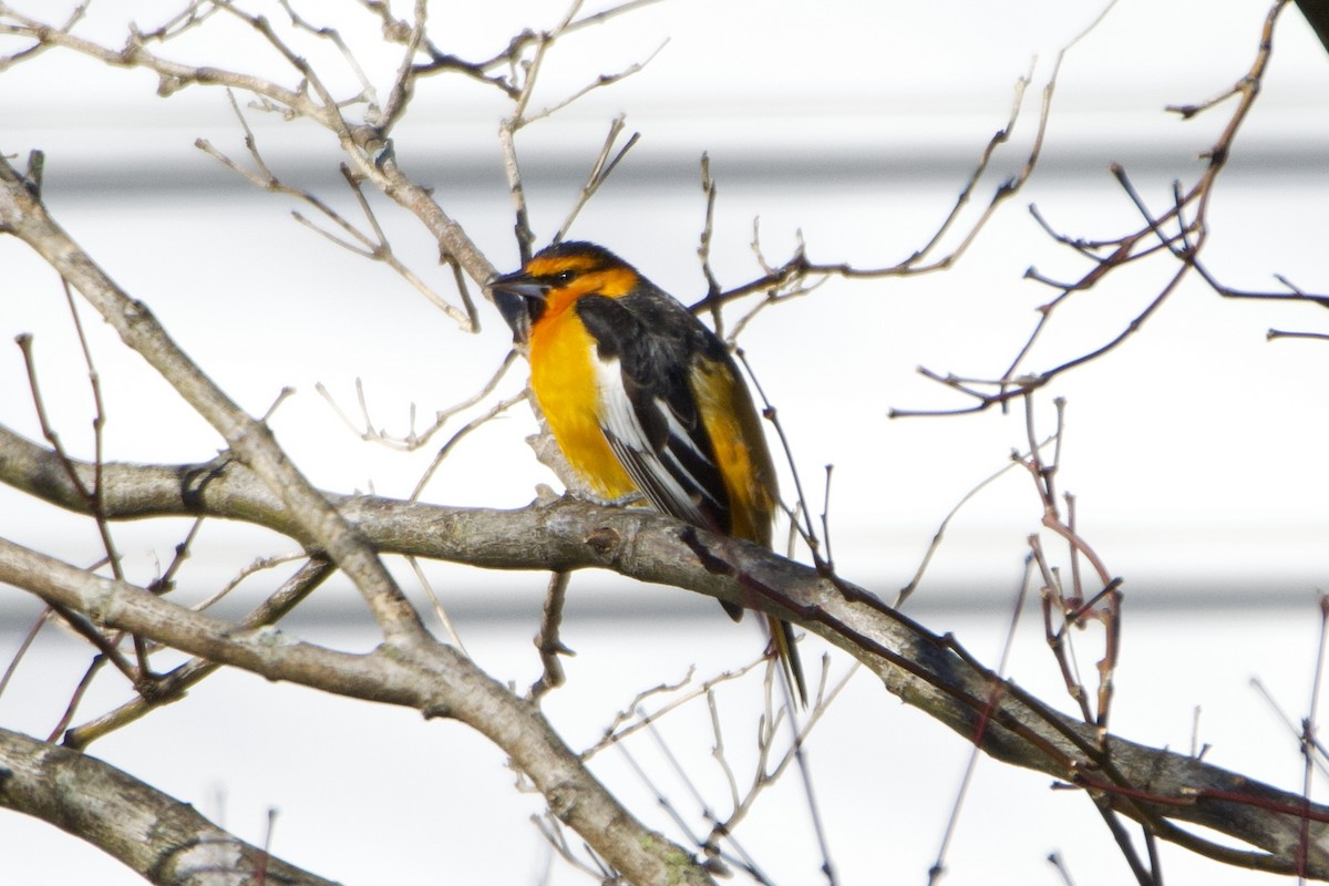 Bullock's Oriole - ML614390814