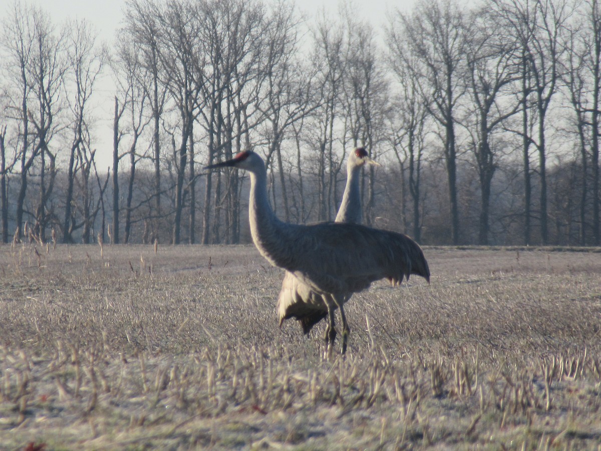 Sandhill Crane - ML614390818