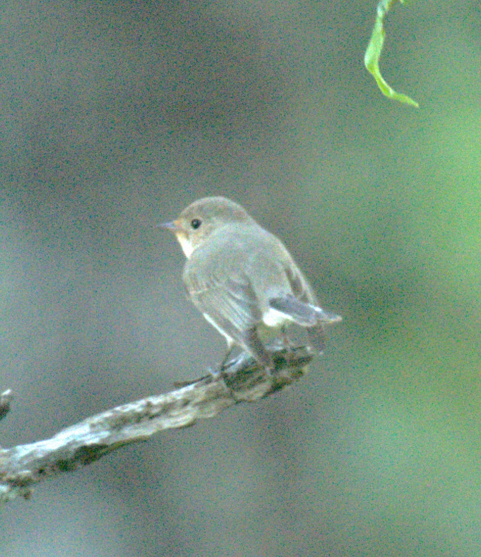 Zwergschnäpper - ML614390840